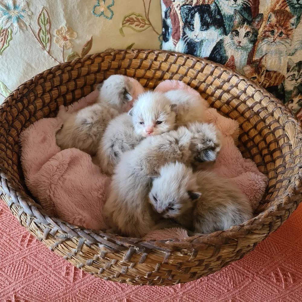 Törzskönyvezett szülőktől Ragdoll babyk foglalhatók!