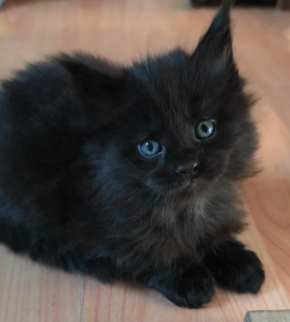 Maine Coon fajtajellegű kiscicák