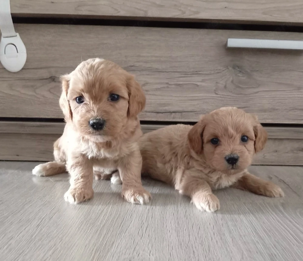 Maltipoo kiskutyák