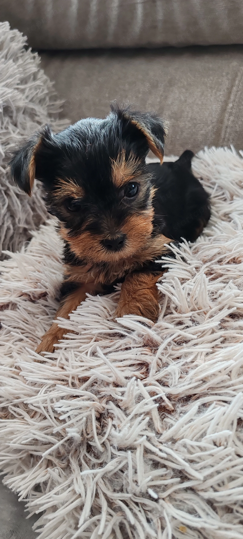 Yorkshire terrier kicsi növésű kutyus foglalózható