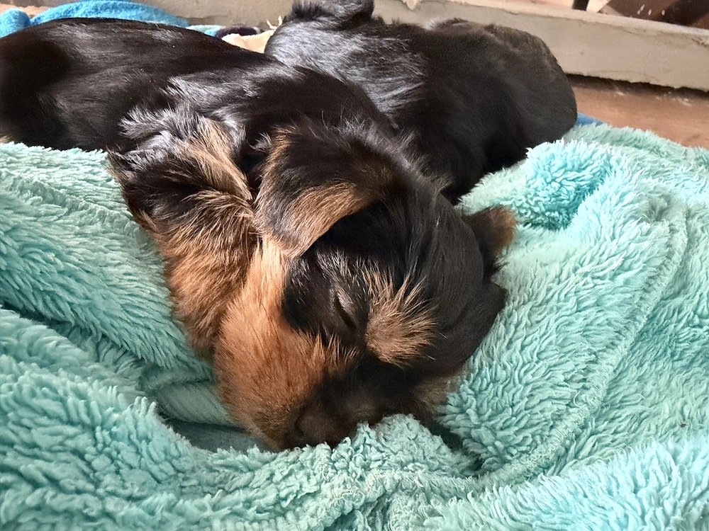 Yorkshire terrier kiskutyák  eladók .
