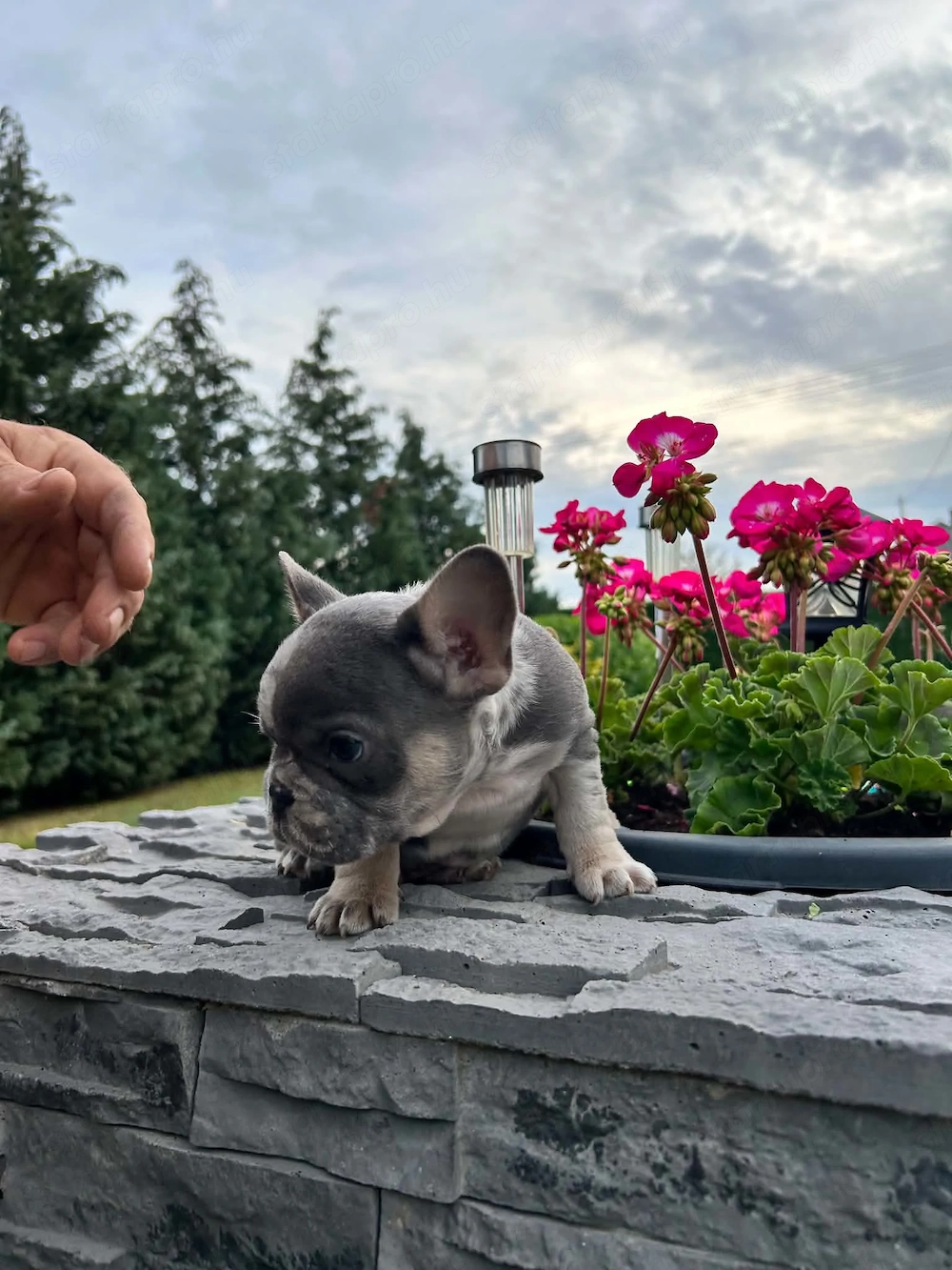 Francia bulldog kiskutyák.