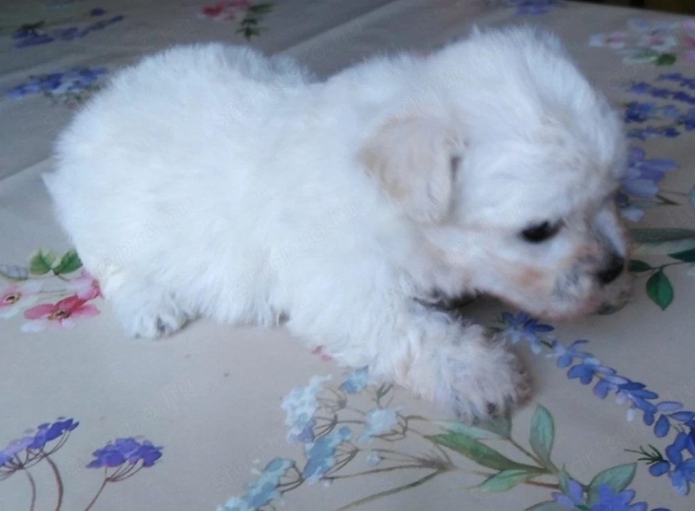 Bichon Havanese kis fiú