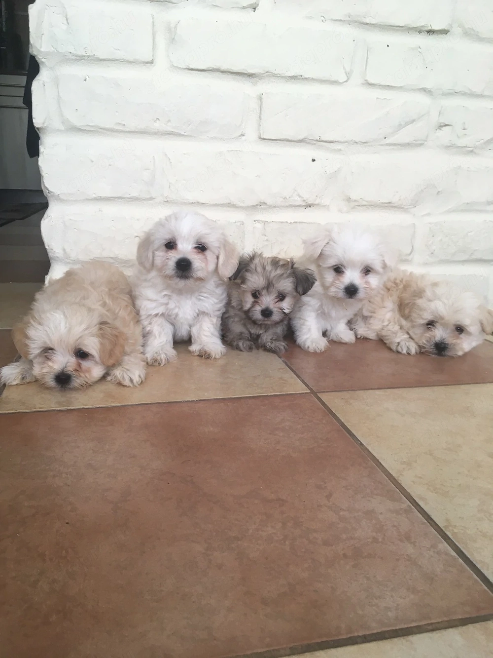 Bichon havanese kiskutyák
