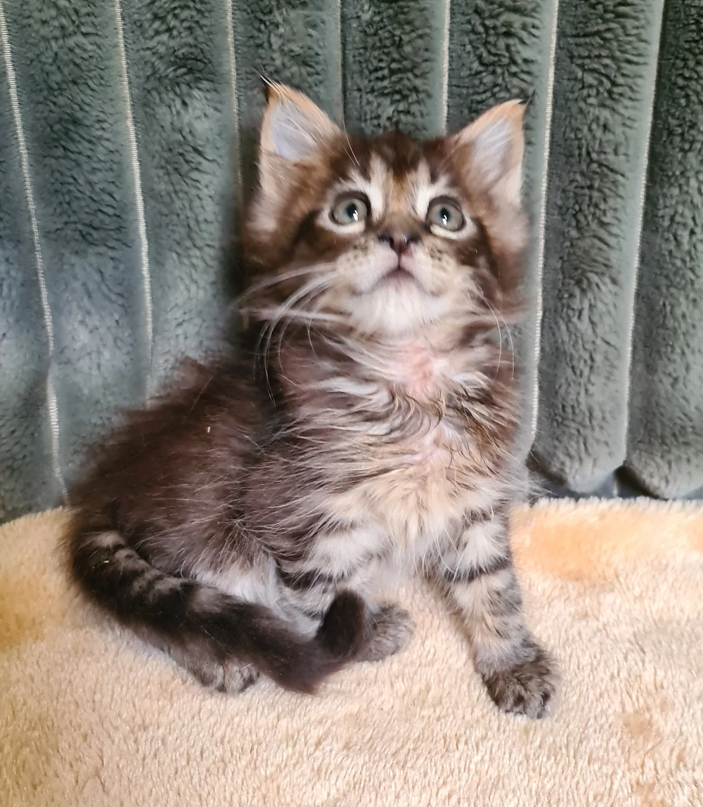 Törzskönyvezett szülőktől Maine Coon babyk foglalhatók!