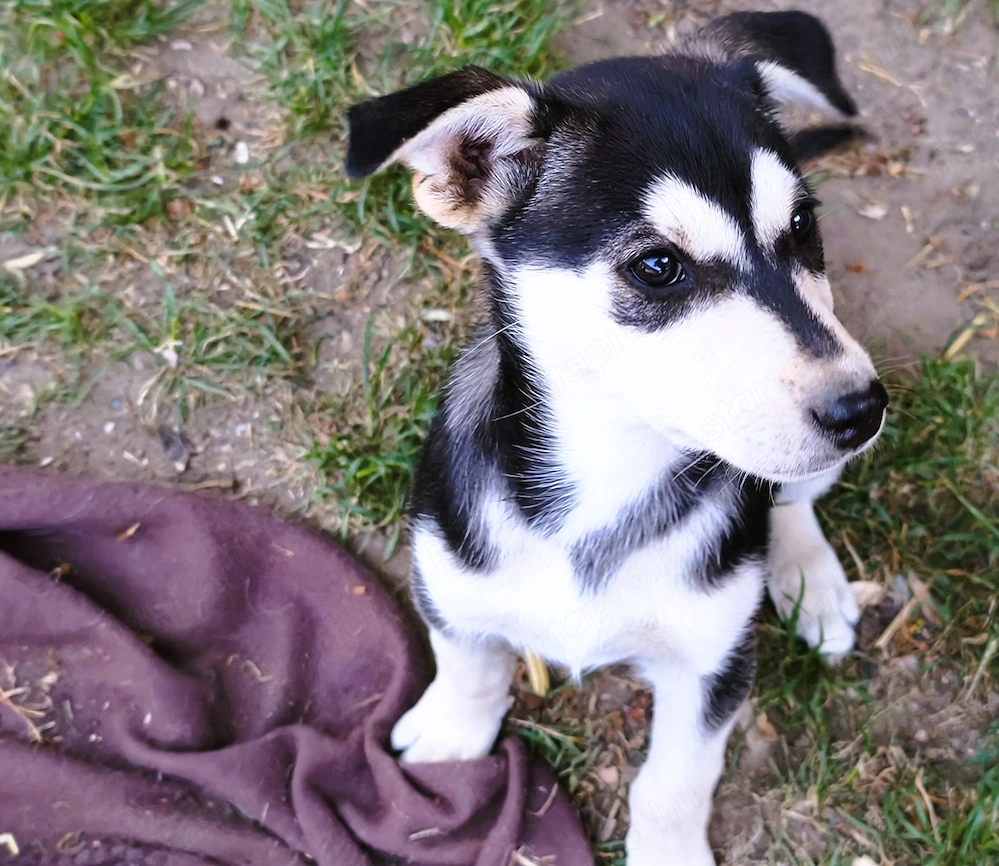 Eladó Husky szuka kiskutya