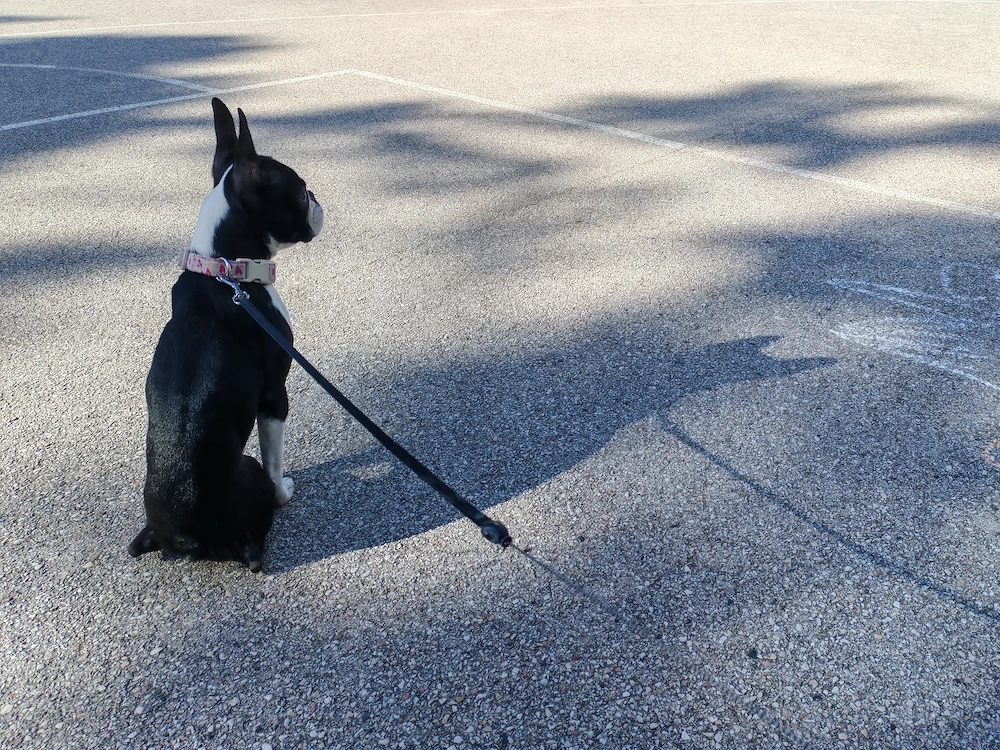 Eladó Boston terrier 
