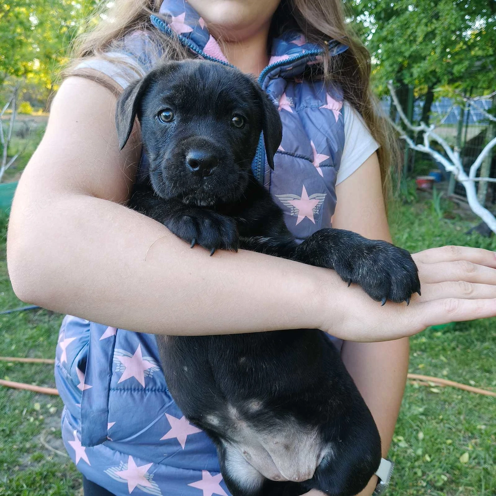 Cane corso kiskutyák eladók 