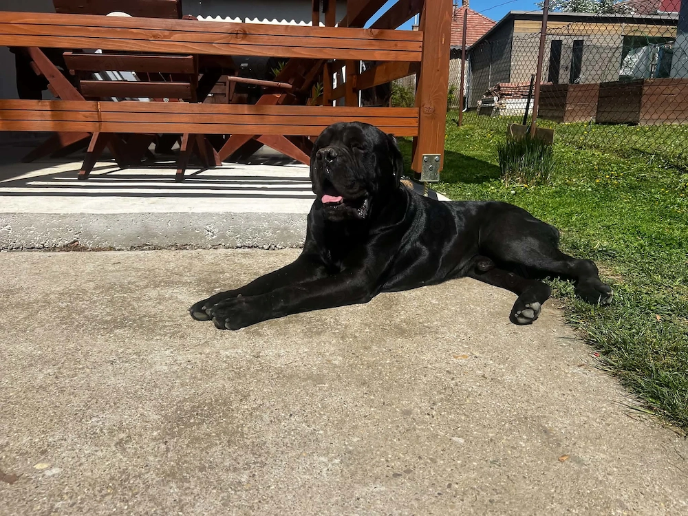 Cane Corso kölykök 