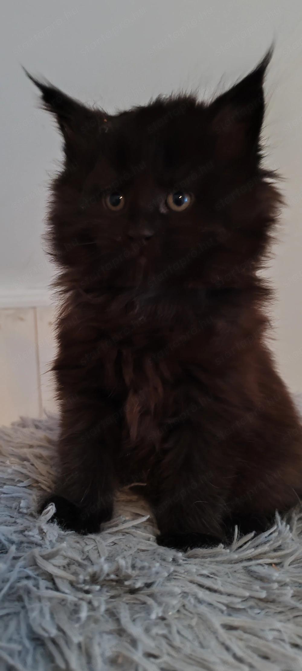 Gyönyörű fekete füst Main coon kiscica