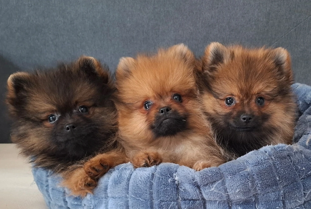 pomerániai törpespitz eladó pomi 