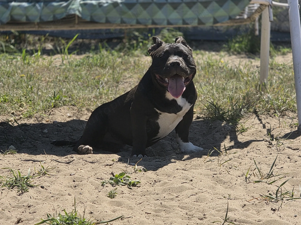 American bully kiskutyák 