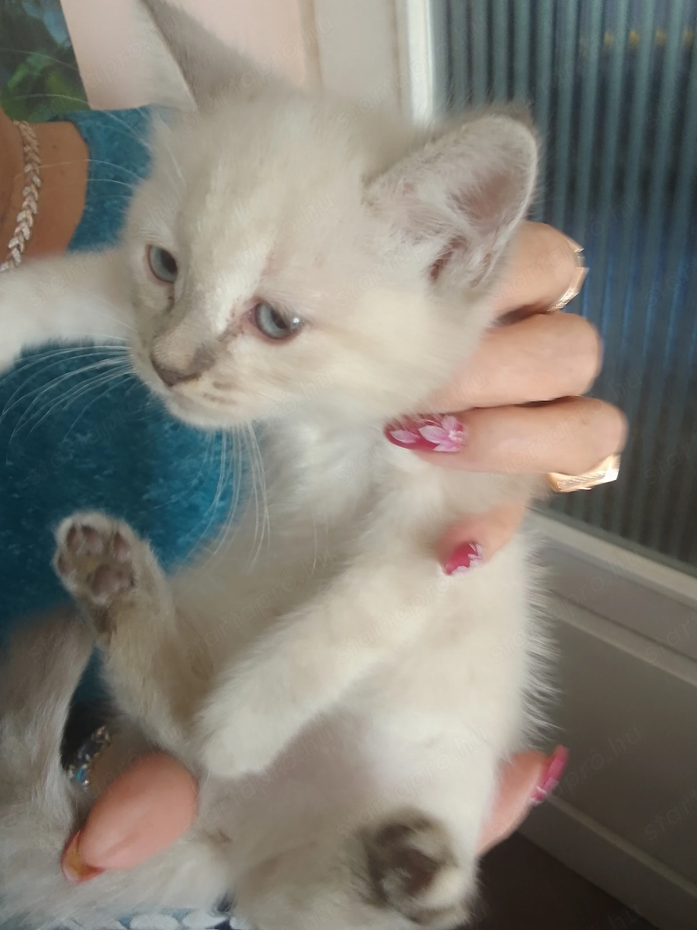 Ragdoll10hetes nőstény cica