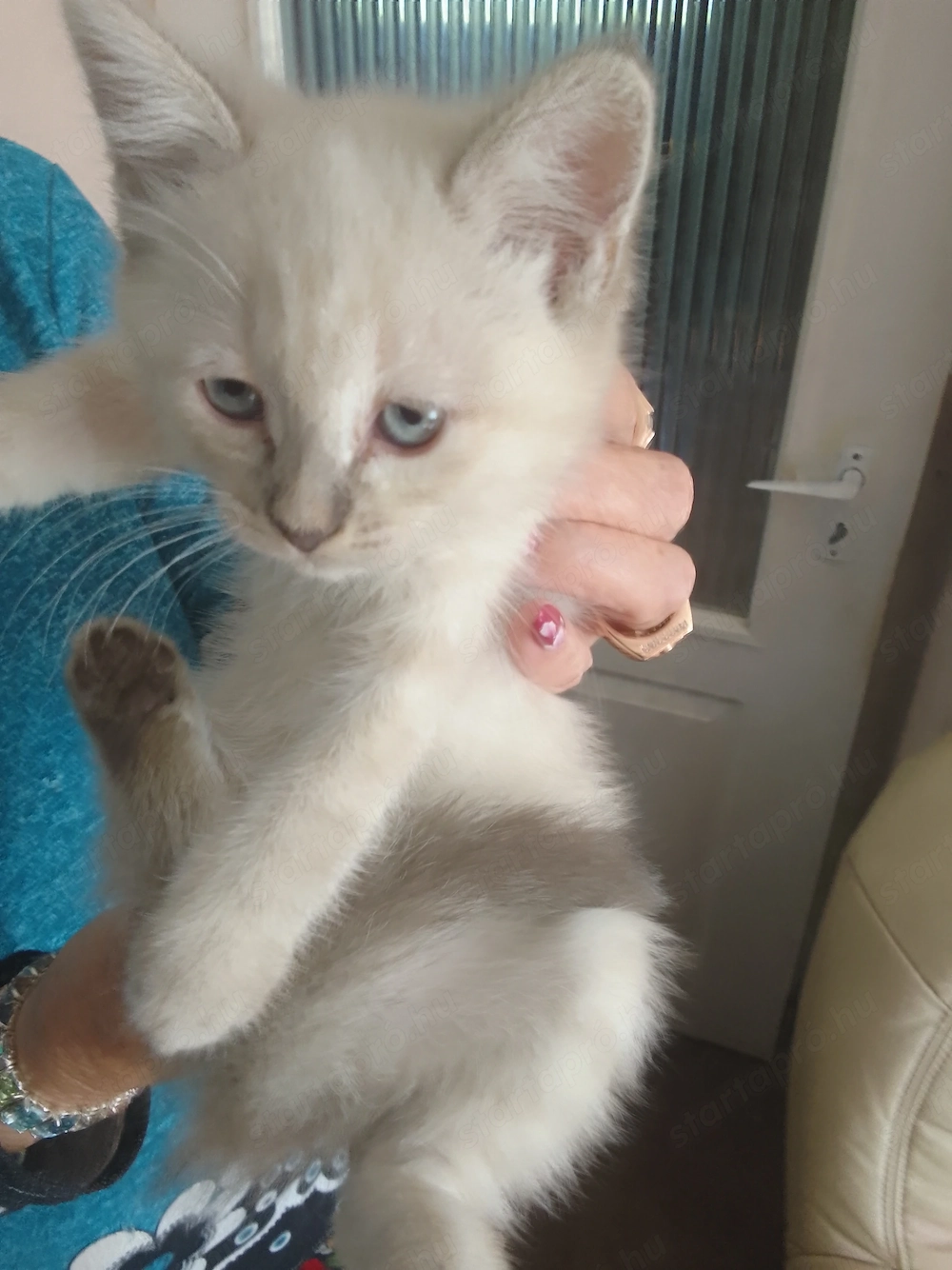 Ragdoll10hetes nőstény 