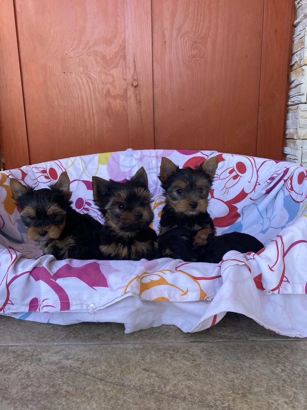 yorkshire terrier kiskutyak