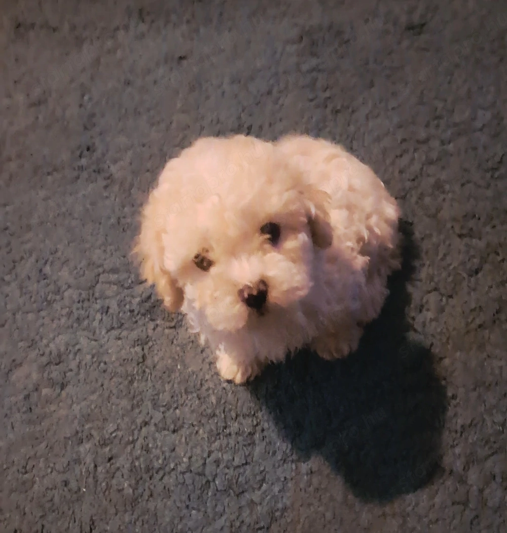 Toy maltipoo kisfiúk