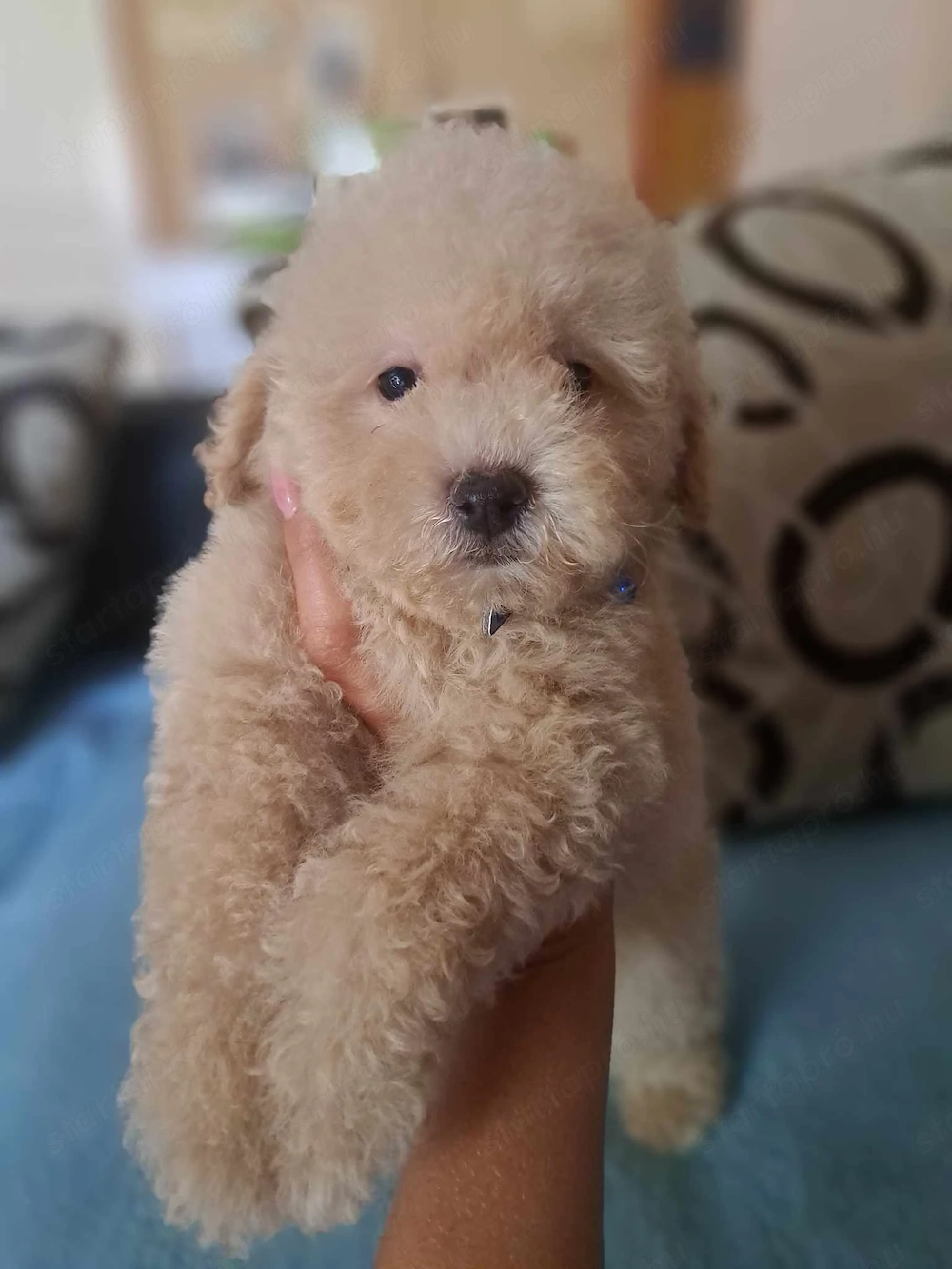 Maltipoo kisfiú szállítva