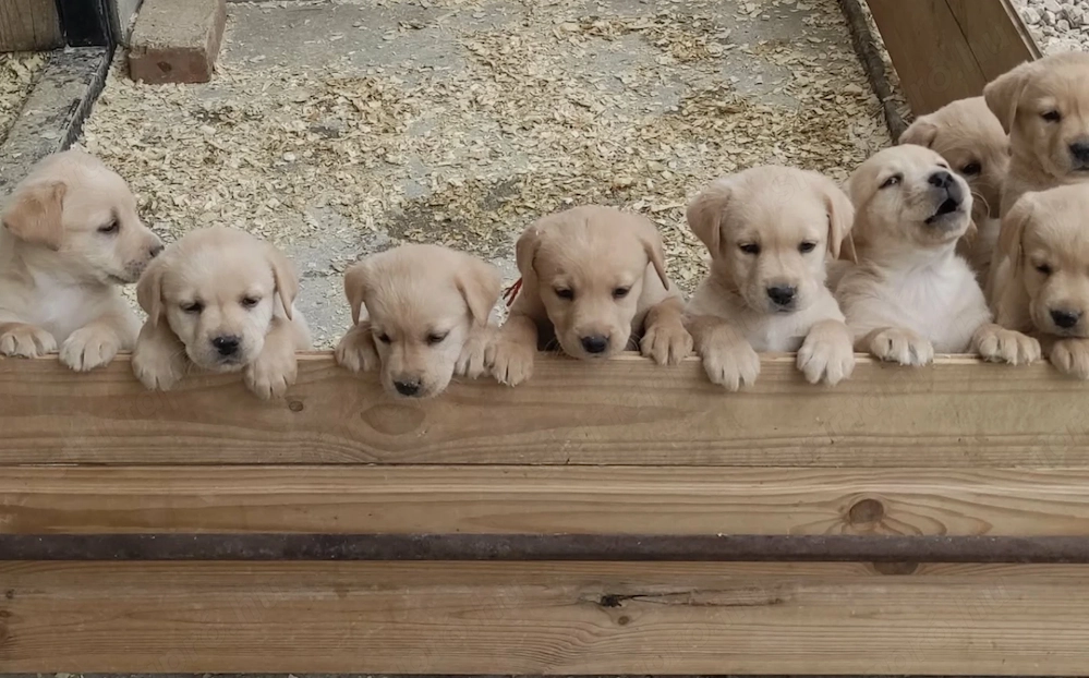 Labrador kiskutyák Fiúk és lányok eladók