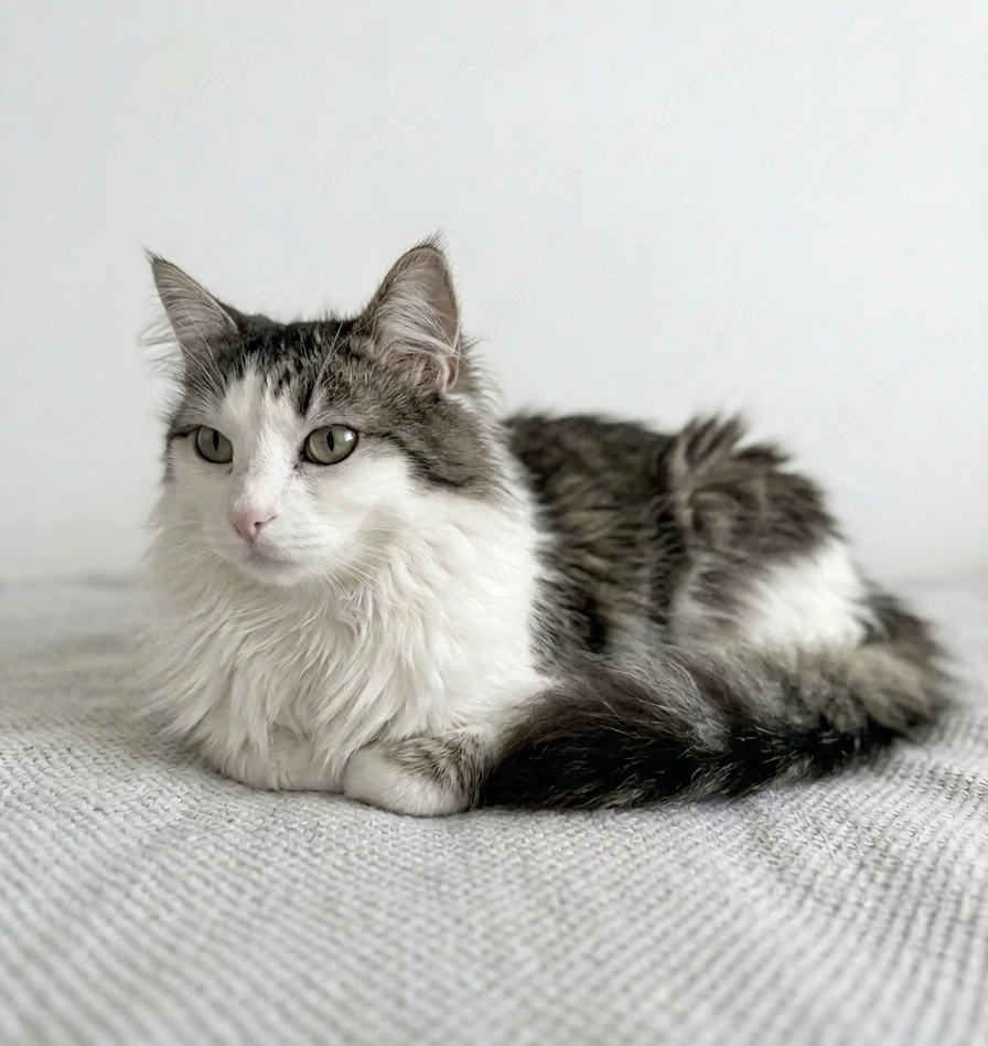Maine coon és Perzsa 