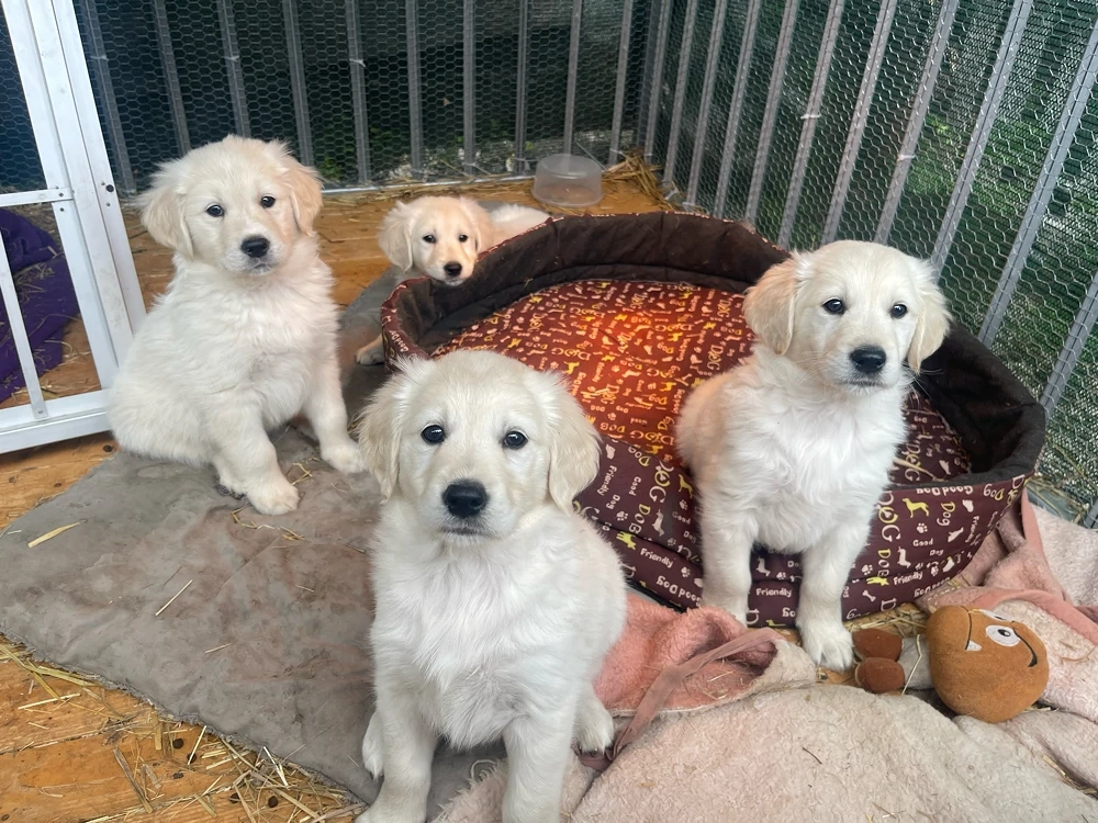 Golden Retriver kiskutyák