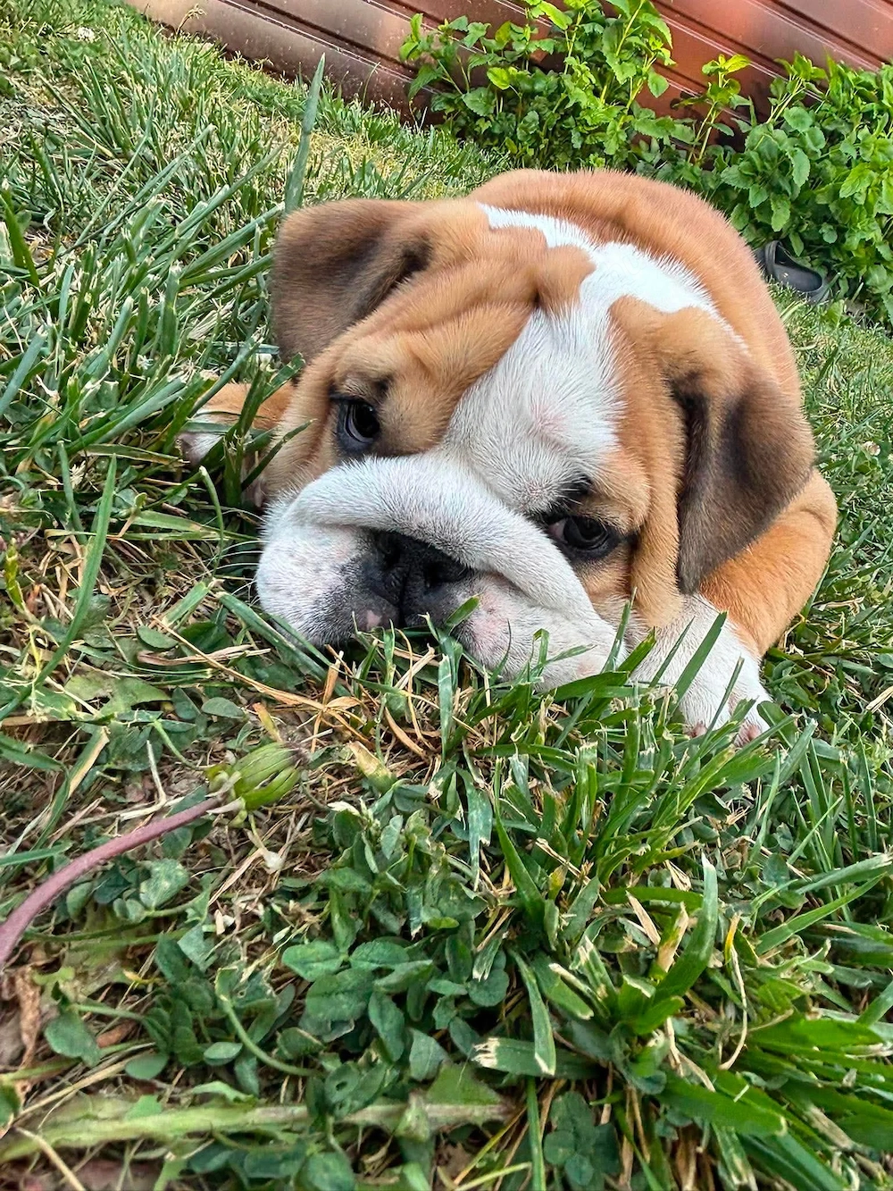 Angol bulldog kiskutya