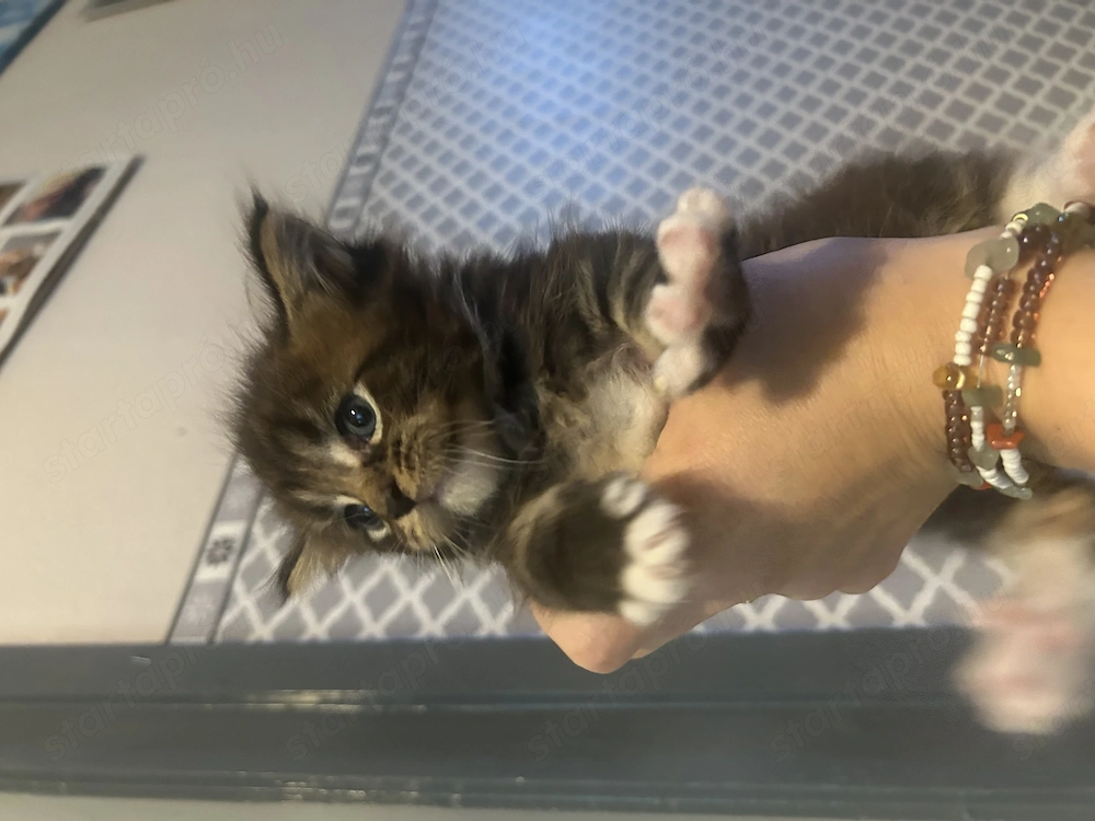 maine coon kiscicák költöznének