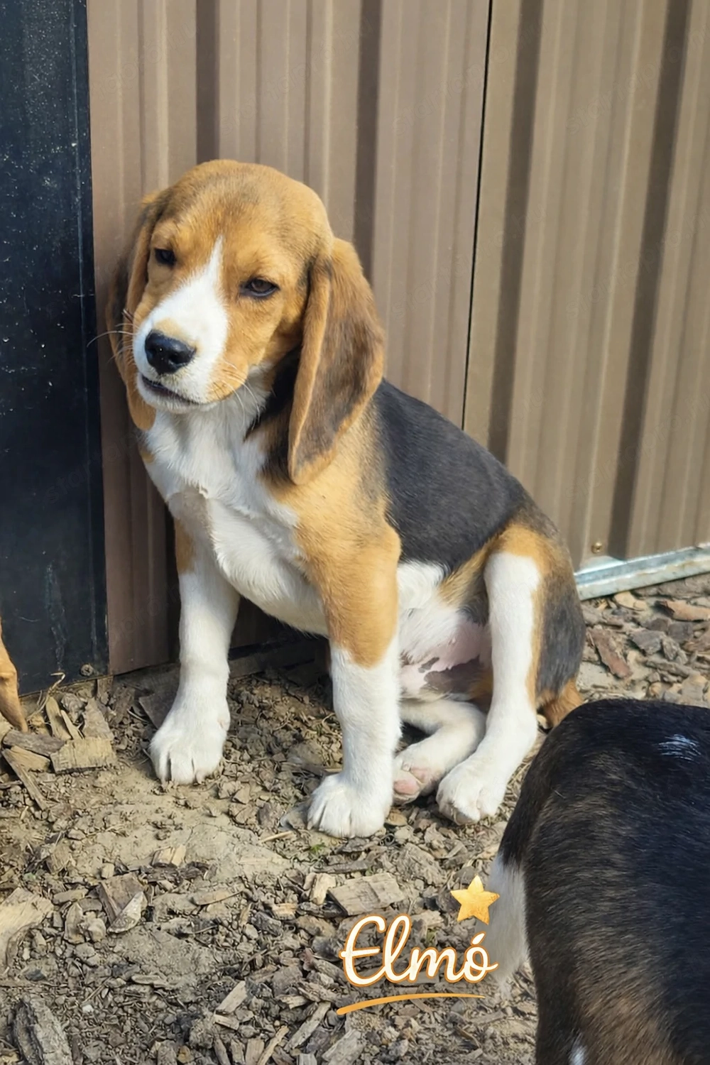 Eladó beagle fiatal kutyusok