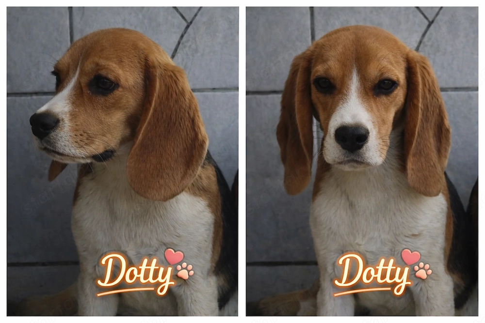 Beagle kölyökkutyák eladók saját kennelből