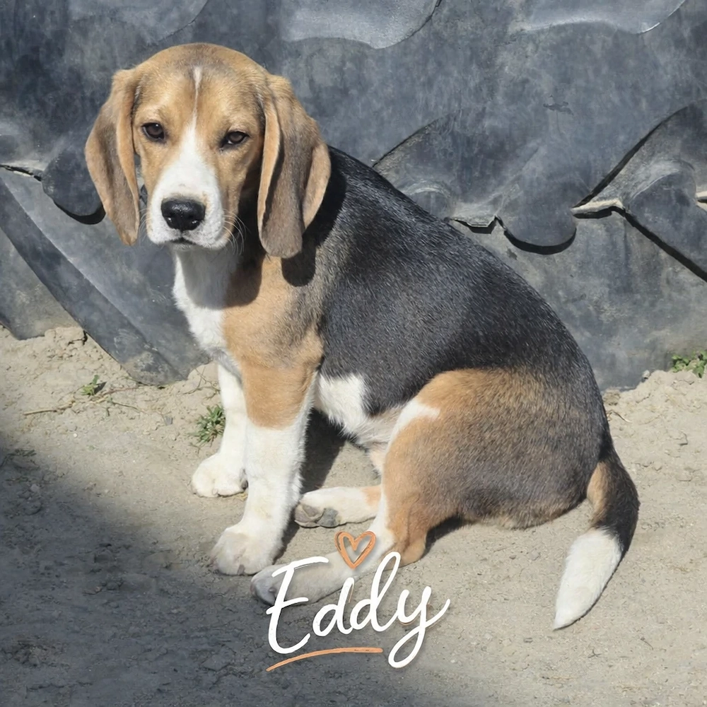 Beagle kölyökkutyák eladók saját kennelből
