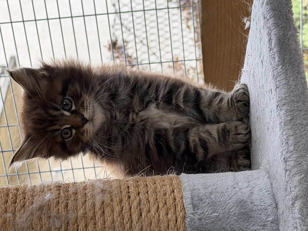Maine coon jellegű kiscicák