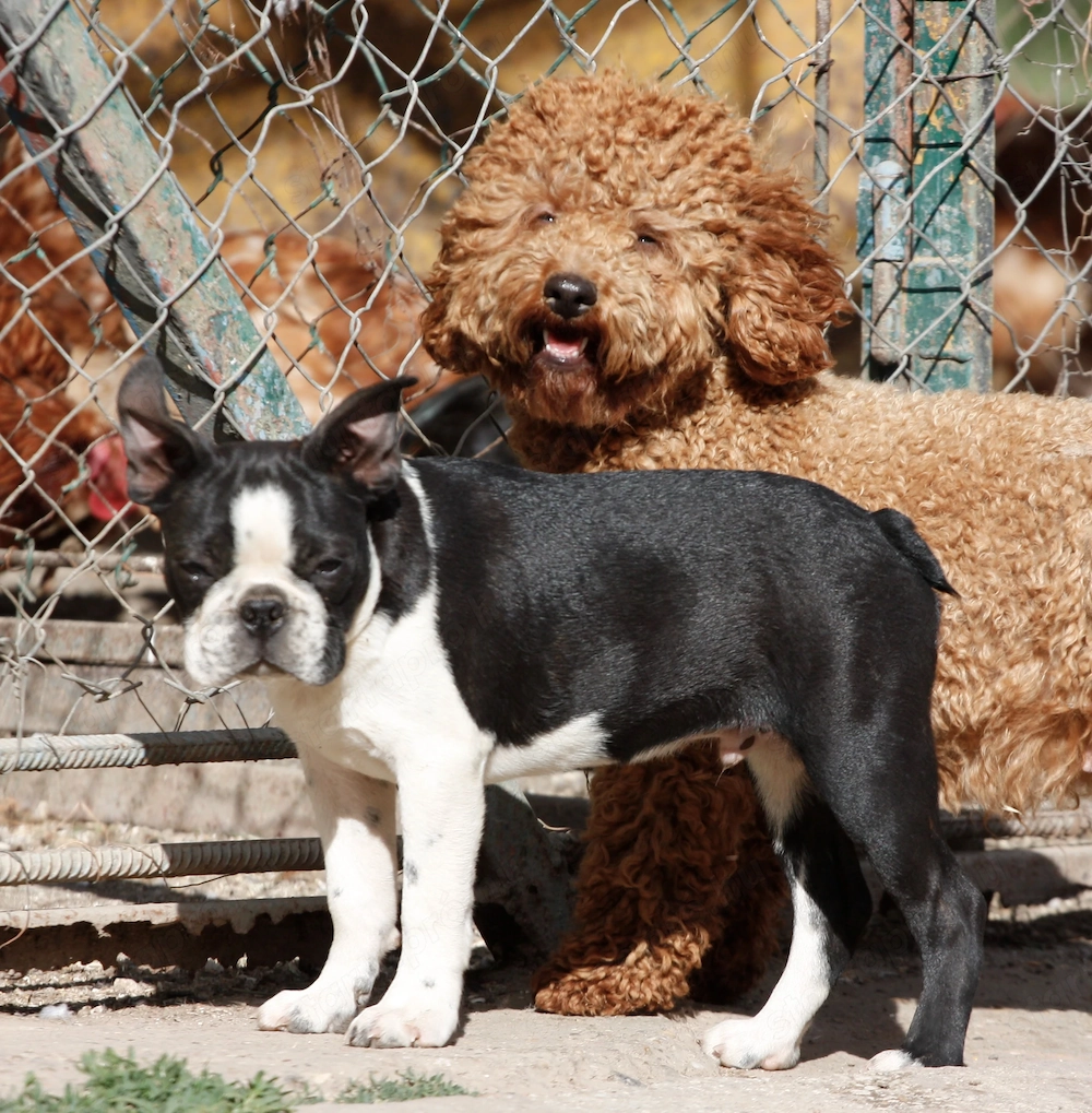 Eladó boston terrier kan