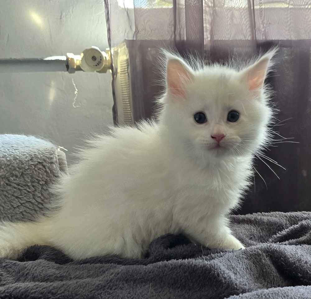 Maine coon kisfiú 