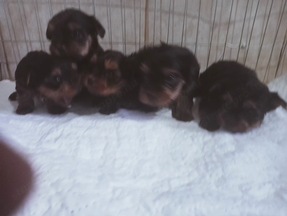 Yorki babák