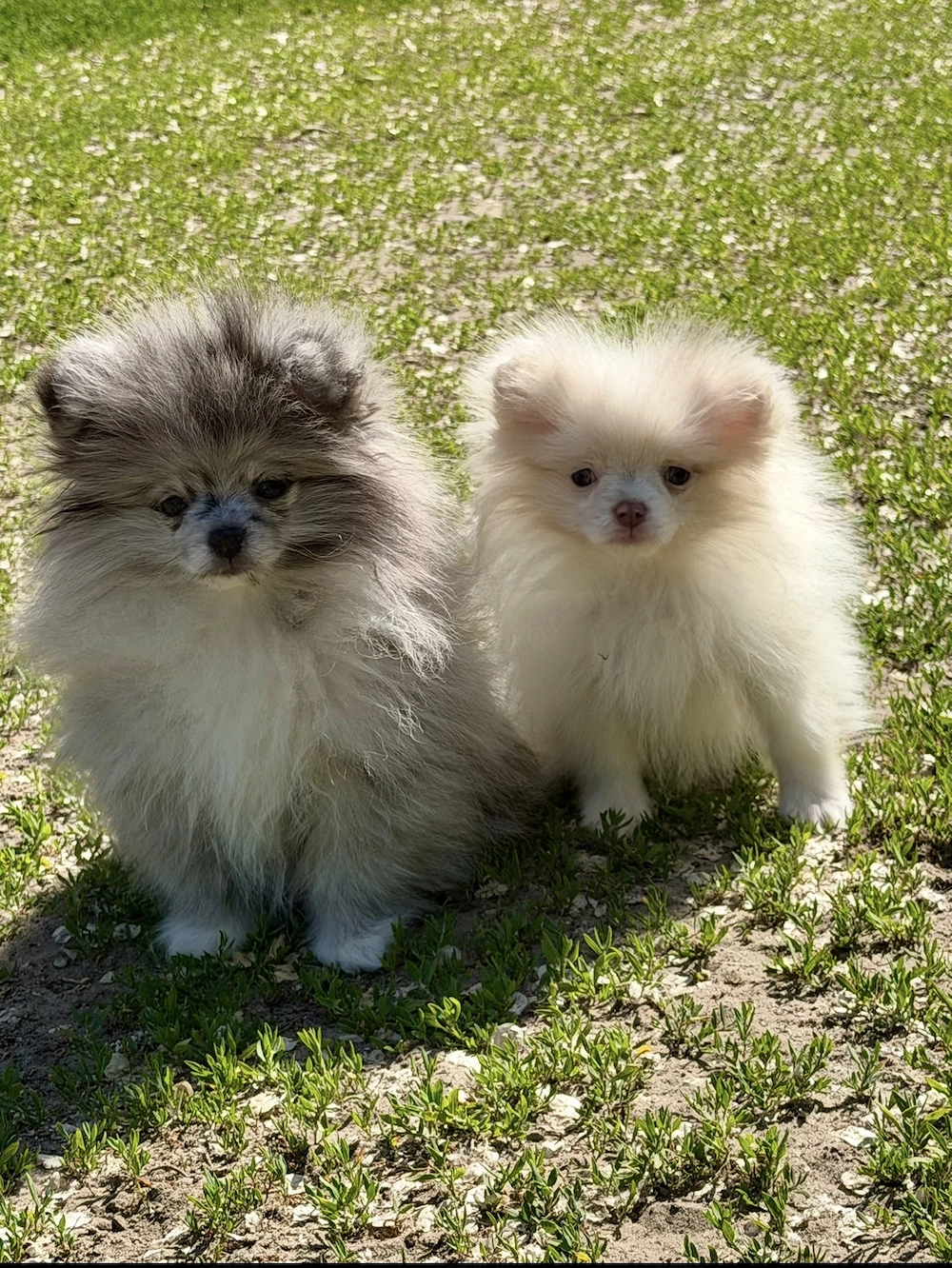 Pomerániai törpe spitz