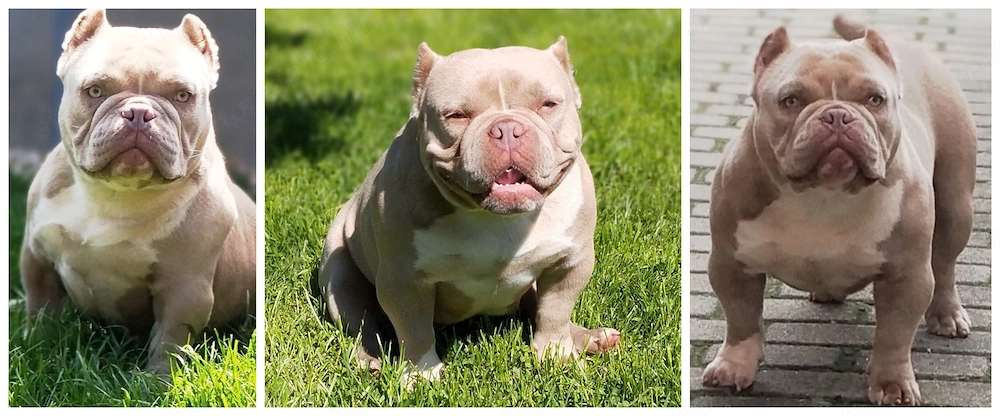 Amerikai Bully Micro!