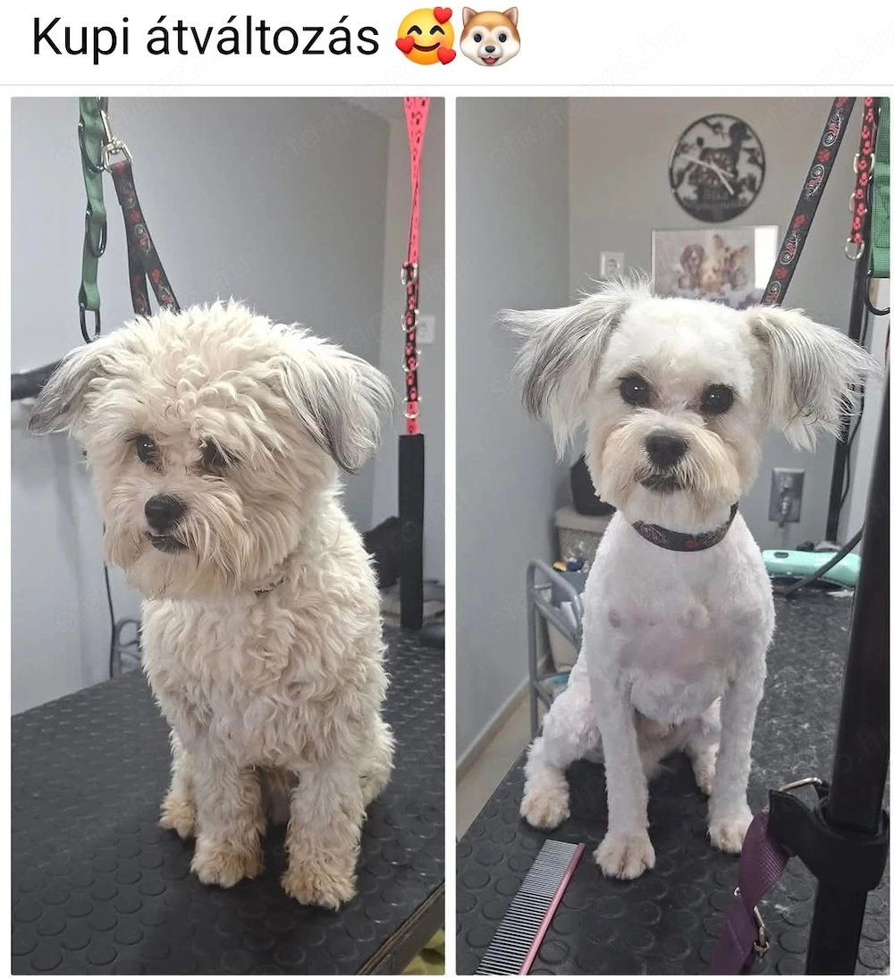 Havanese jellegű  kan kutyus ingyen elvihető