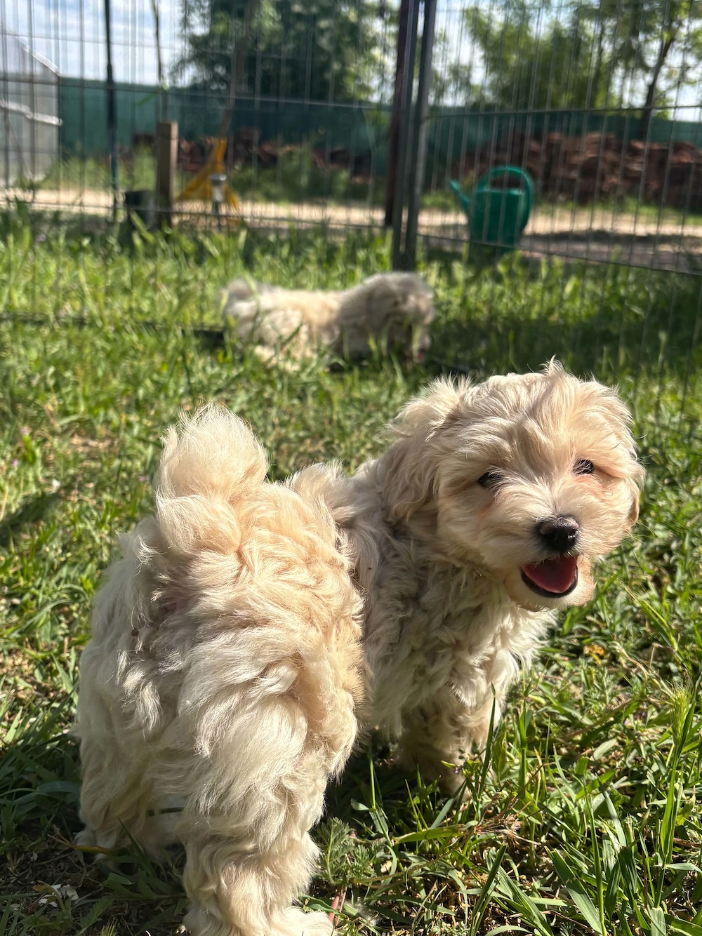 Maltipoo kiskutyák gazdit keresnek