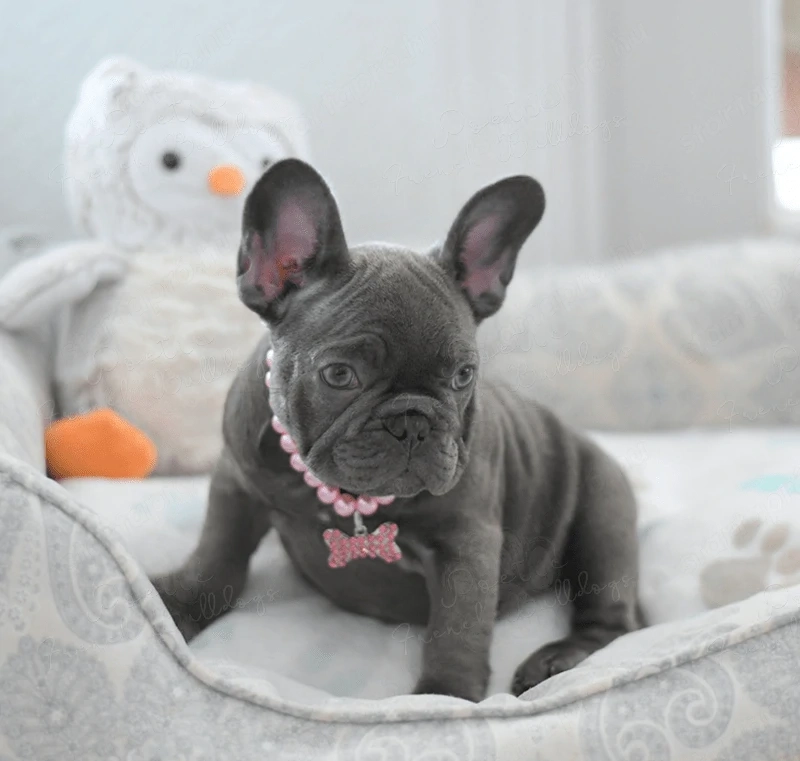 Francia Bulldog Kiskutya