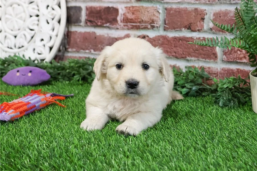 Golden Retriever Kiskutya