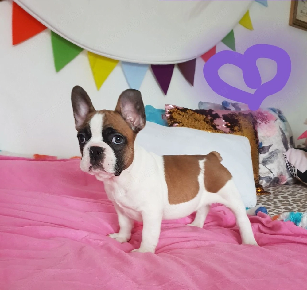 imádnivaló francia bulldog kölykök
