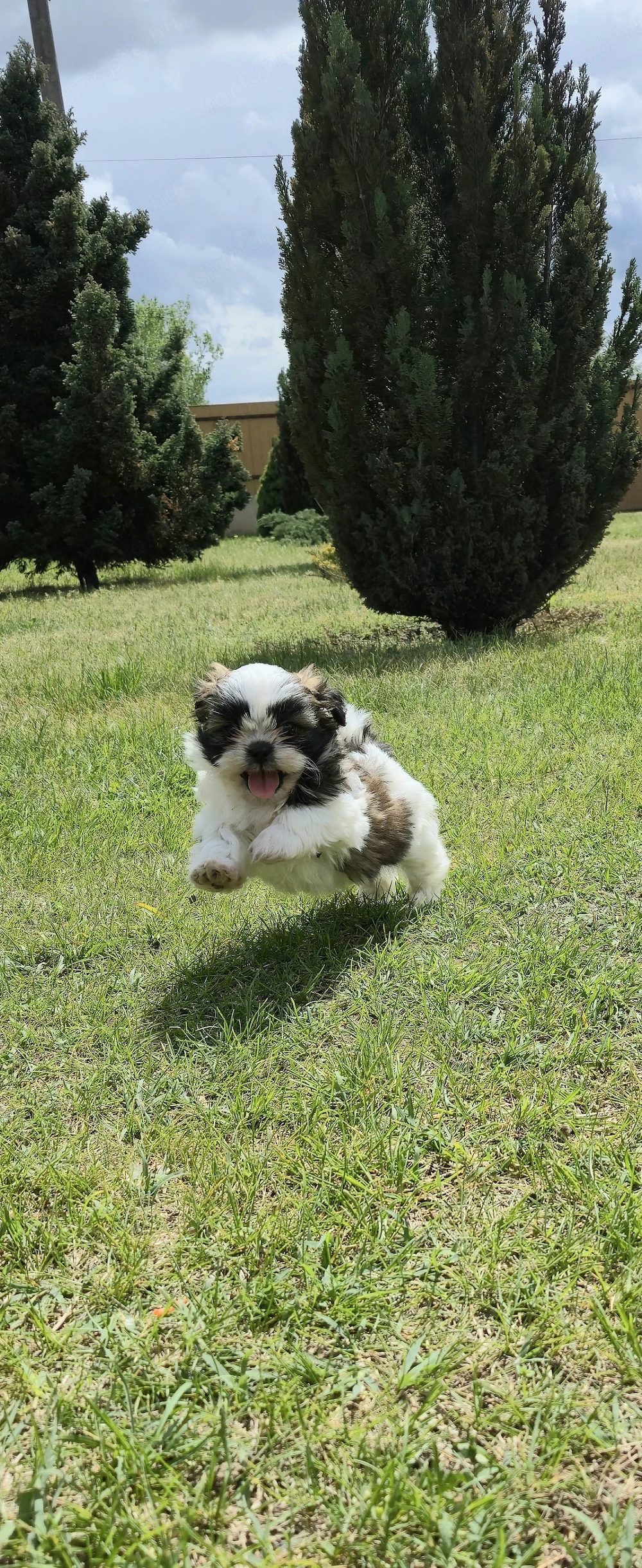 Shih-Tzu kiskutya eladó!