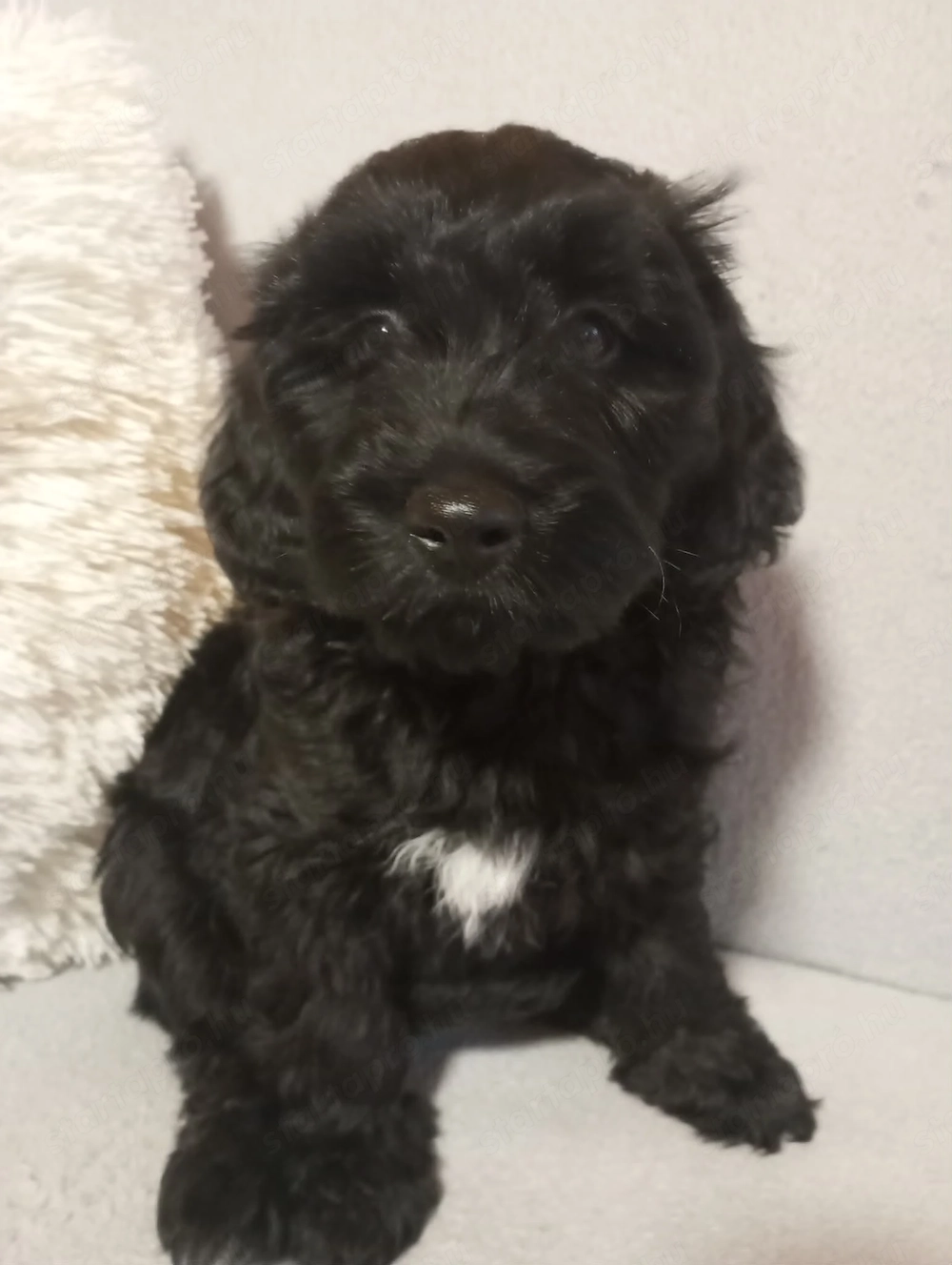 Maltipoo kölyök eladók