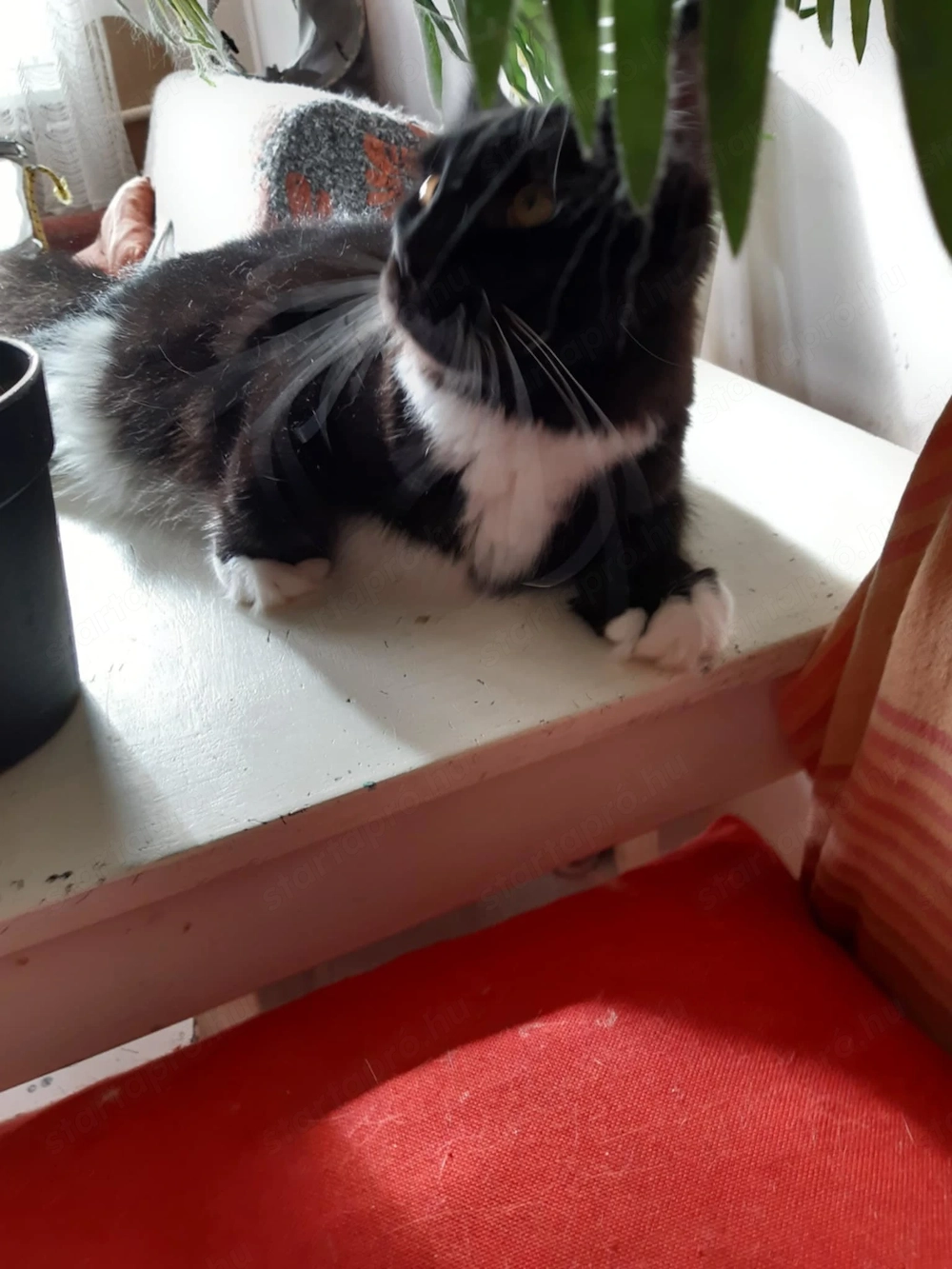 Lakcímet váltana maine coon cica