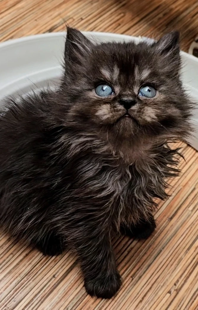 Eladó Selkirk Rex cica baba