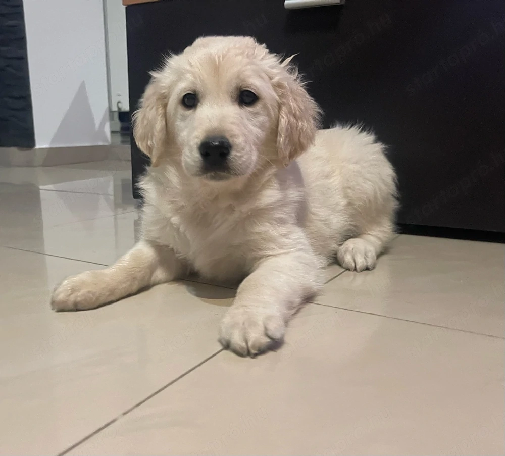 Golden Retriver kiskutya Golden Retriever