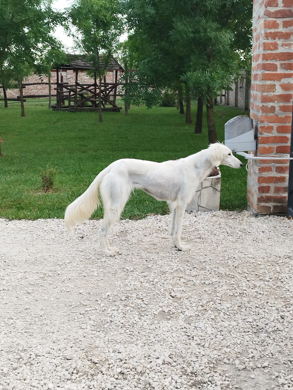 Saluki(perzsa agár) szuka