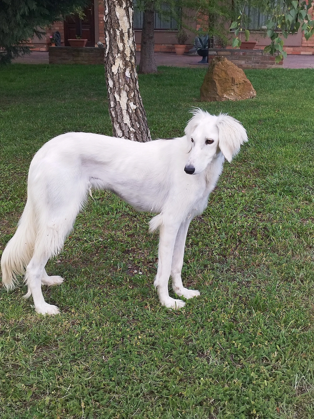 Saluki(perzsa agár) szuka