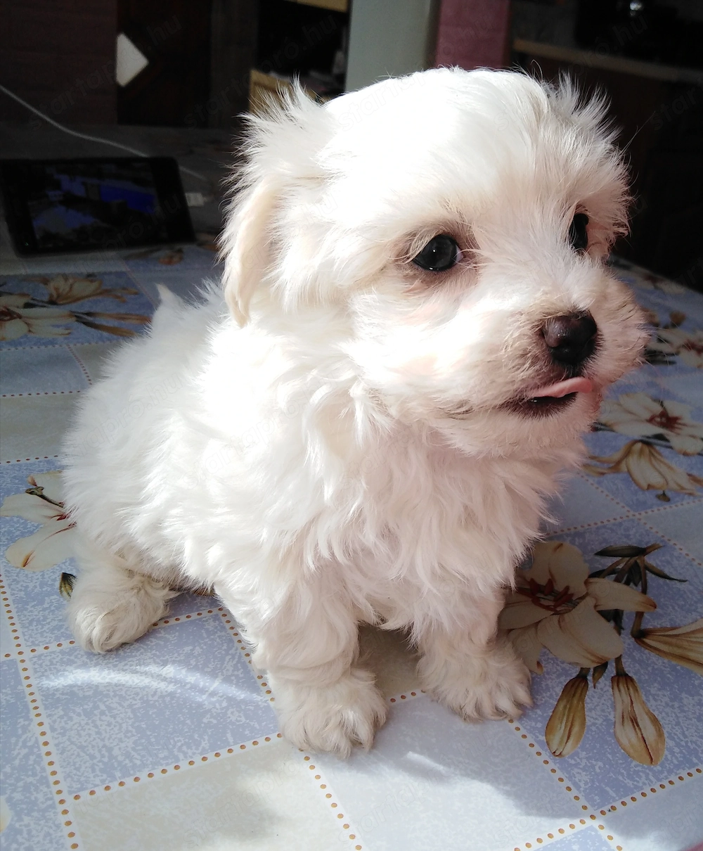Fehér mini Bichon Havanese