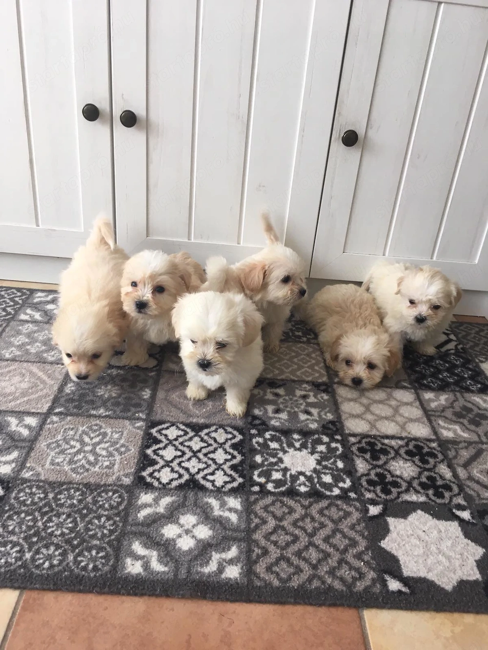 Maltipoo kiskutyák 