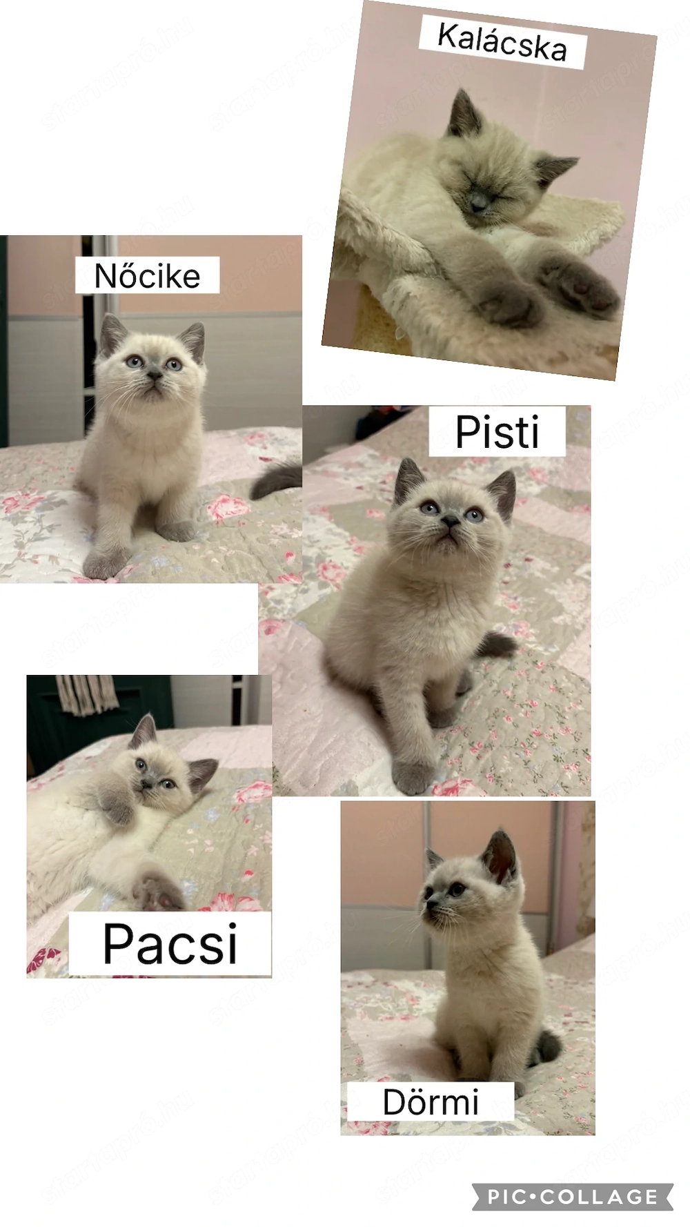 Brit rövid szőrű colorpoint cicák